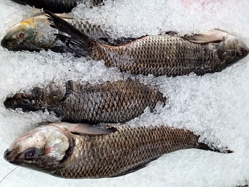 Fresh Rohu Fish